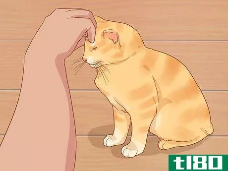 Image titled Get an Escaped House Cat to Come Home Step 10
