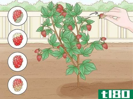 Image titled Harvest Raspberries Step 6