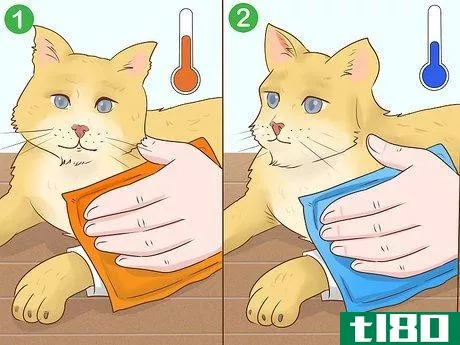 Image titled Handle Septic Arthritis in Cats Step 10