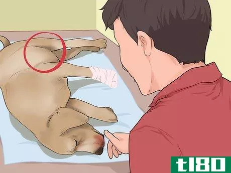 Image titled Give First Aid to an Electrocuted Animal Step 8