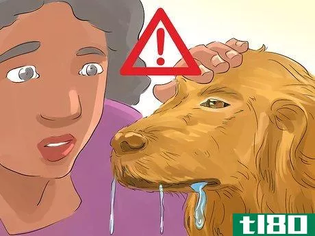Image titled Help Your Dog Live Longer Step 2