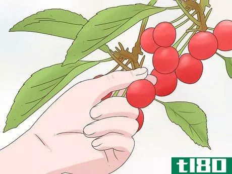 Image titled Grow Cherries Step 24