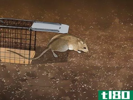 Image titled Get Rid of Rats Step 12