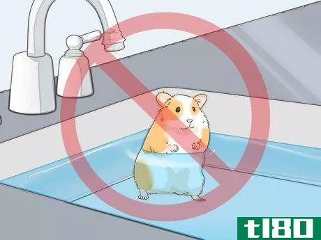 如何给你的仓鼠洗澡(give your hamster a bath)
