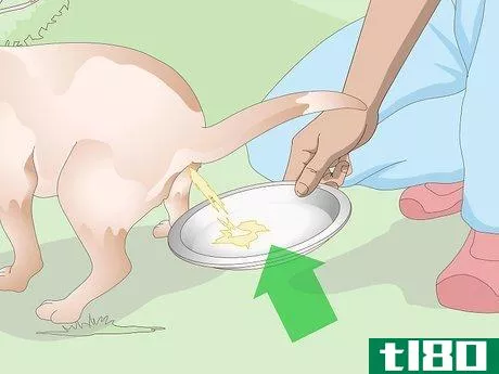Image titled Get a Urine Sample from a Female Dog Step 5