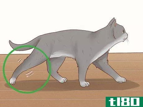 Image titled Handle Septic Arthritis in Cats Step 3
