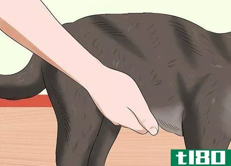 Image titled Give a Cat an Enema at Home Step 10