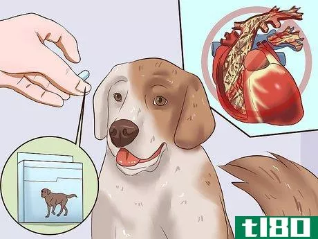 Image titled Identify Different Dog Worms Step 15