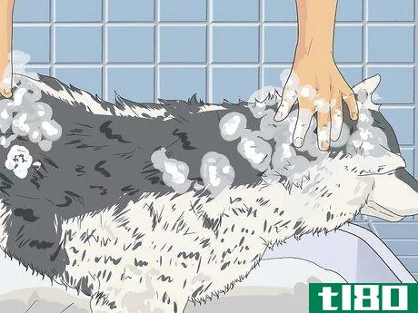 Image titled Groom a Siberian Husky Step 10