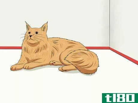 Image titled Groom a Maine Coon Cat Step 16