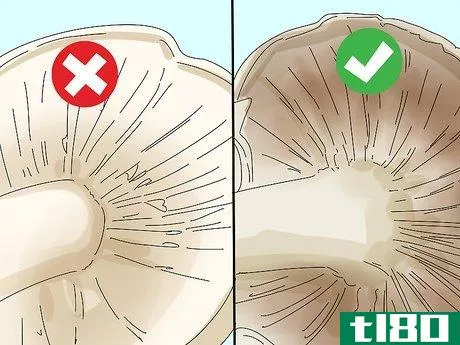 Image titled Identify Edible Mushrooms Step 1