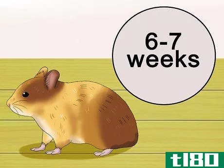 Image titled Know when Your Hamster Is Pregnant Step 3