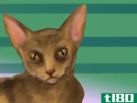 Image titled Identify an Abyssinian Cat Step 2
