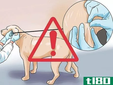 Image titled Identify Mange on Dogs Step 10