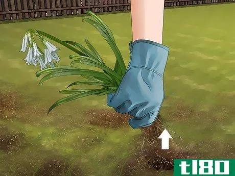 如何除掉洋葱草(get rid of onion weed)