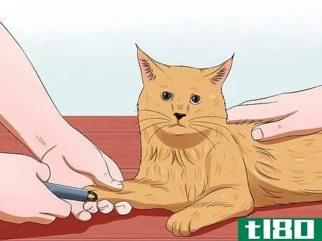 Image titled Groom a Maine Coon Cat Step 13