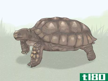 Image titled Identify Turtles Step 8