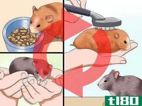 Image titled Get Hamsters to Stop Fighting Step 12