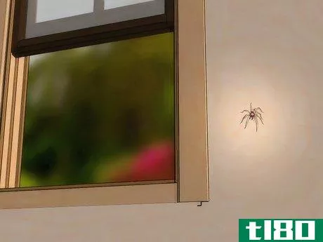如何在不杀死蜘蛛的情况下，把蜘蛛带出你的房子(get spiders out of your house without killing them)