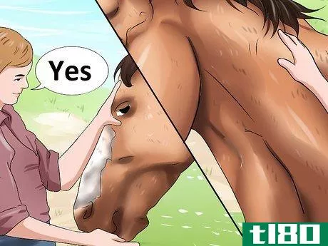 Image titled Get a Head Shy Horse To Trust You Step 12