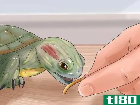 Image titled Keep Your Turtle Happy Step 6