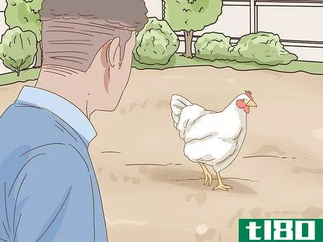 Image titled Keep a Pet Chicken Step 9