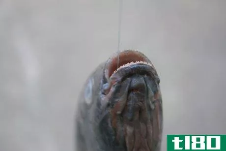Image titled Get a Hook out of a Fish's Throat Step 1