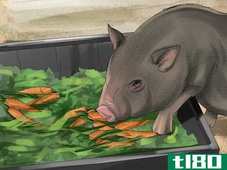 Image titled Have a Potbellied Pig for a Pet Step 14