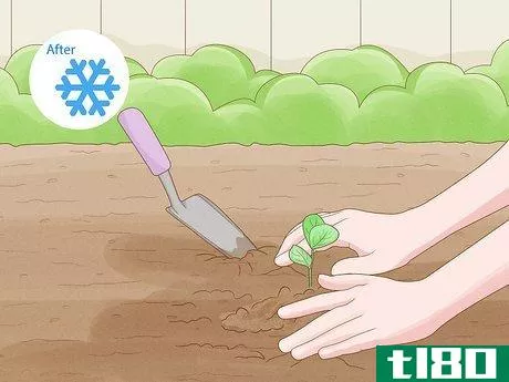 如何种一个春天的花园：什么时候种什么的初学者指南(grow a spring garden: the beginner's guide on what to plant & when)