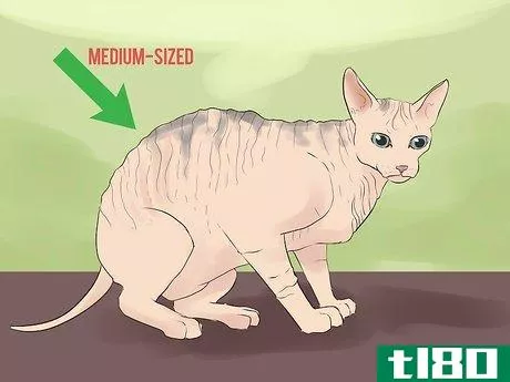 Image titled Identify a Sphynx Cat Step 4