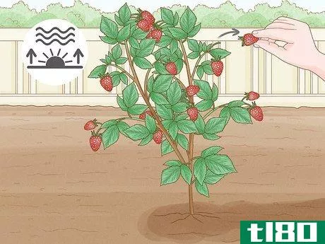 Image titled Harvest Raspberries Step 7