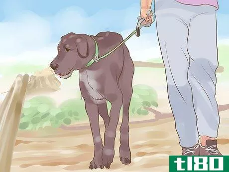 Image titled Include Your Dog in an Emergency Disaster Plan Step 13