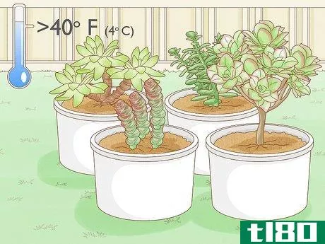 如何在户外种植肉质植物（让植物茁壮成长的小贴士）(grow outdoor succulents (tips to make your plants thrive))