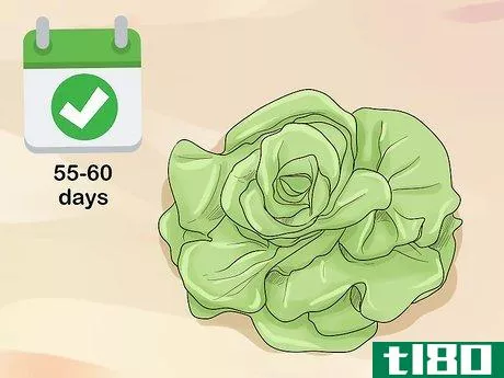 如何收获奶油脆生菜(harvest buttercrunch lettuce)