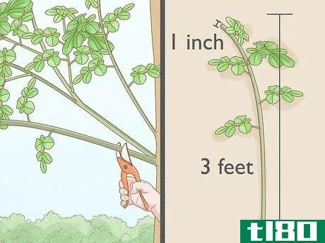 Image titled Grow a Moringa Tree Step 2