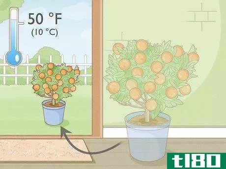 Image titled Grow Mandarin Trees Step 18
