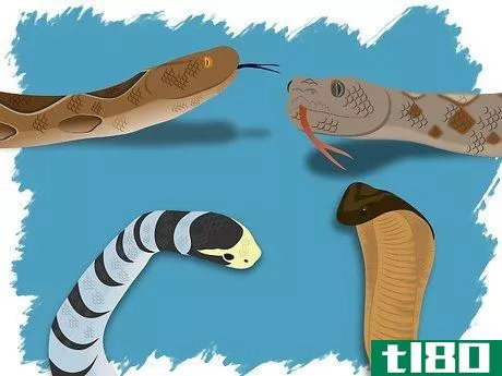 Image titled Identify a Venomous Snake Step 14
