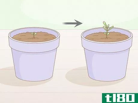 Image titled Grow Lavender from Seed Step 10