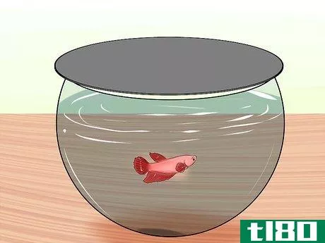 Image titled Keep Fish when You Have Cats That Like to Hunt Step 3