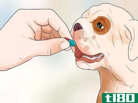 Image titled Help Dogs with Joint Problems and Stiffness Step 14