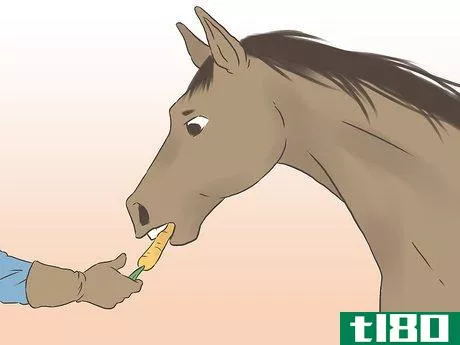 Image titled Get a Horse Fit Step 16