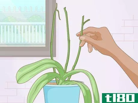 Image titled Get Orchids to Rebloom Step 1