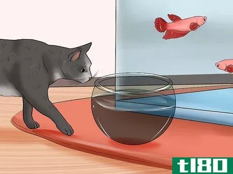 Image titled Keep Fish when You Have Cats That Like to Hunt Step 10