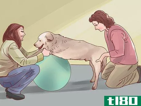 Image titled Help Your Dog Through Physical Therapy Step 6
