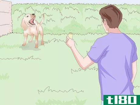 Image titled Get a Urine Sample from a Female Dog Step 10