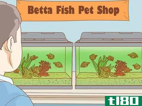 如何帮助宠物店bettas(help pet shop bettas)