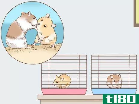 Image titled Introduce Two Dwarf Hamsters Step 15