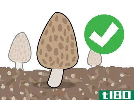Image titled Grow Morel Mushrooms Step 7