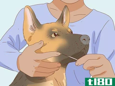 Image titled Identify a German Shepherd Step 17