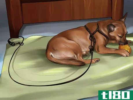 Image titled Housebreak a Dog with Positive Reinforcement Step 8
